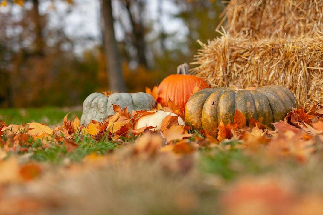 squash near hey - stock photo by Joseph Gonzalez